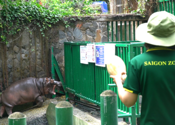 Cận cảnh người phụ nữ đánh răng cho hà mã ở Thảo Cầm Viên- Ảnh 1.