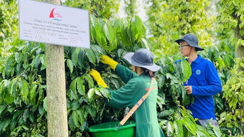 Doanh nghiệp cà phê Việt “kêu cứu”: Lợi nhuận teo tóp vì gánh thuế quá lớn